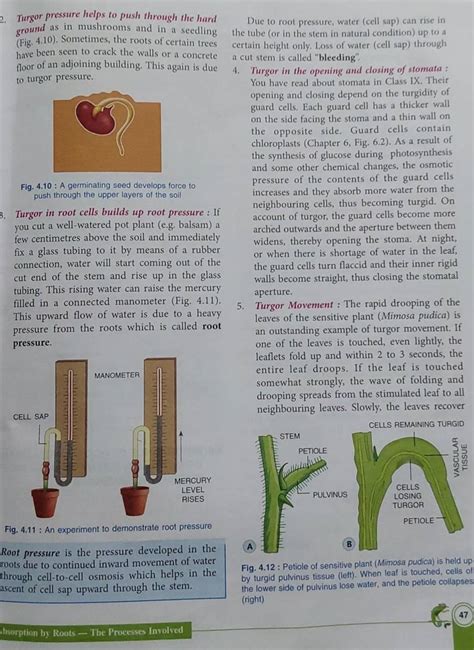 what is turgor movement class 10